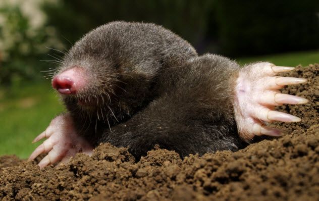 7-mole_000020821579_Small