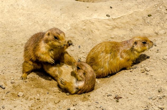 Three prairie dogs