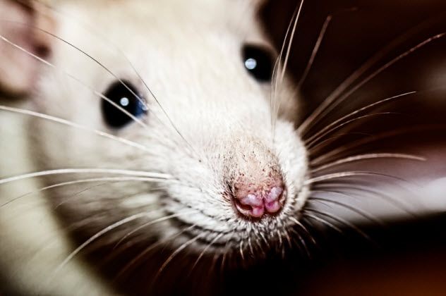 8-rat-nose_000041694152_Small