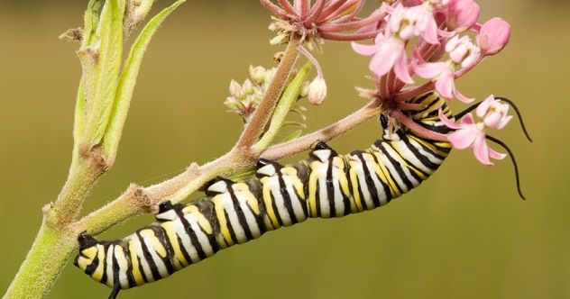monarch