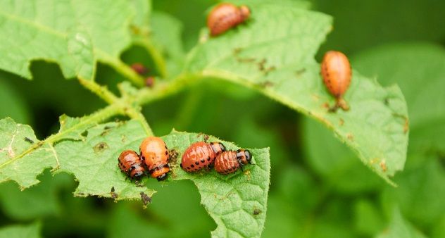 The relentless Colorado beetles