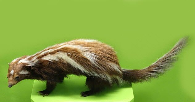 9b-striped-polecat-background