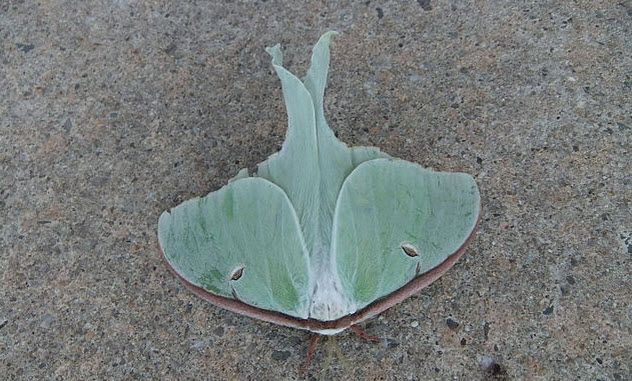 8-luna-moth
