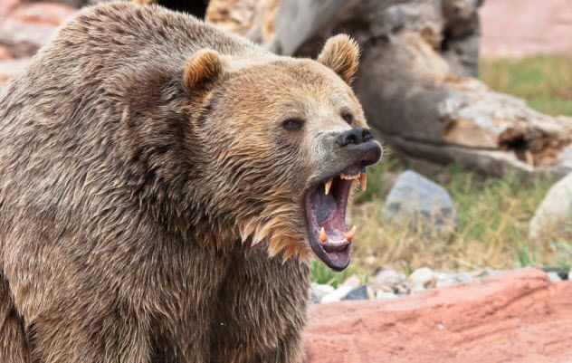 2-grizzly-bear_000021763420_Small