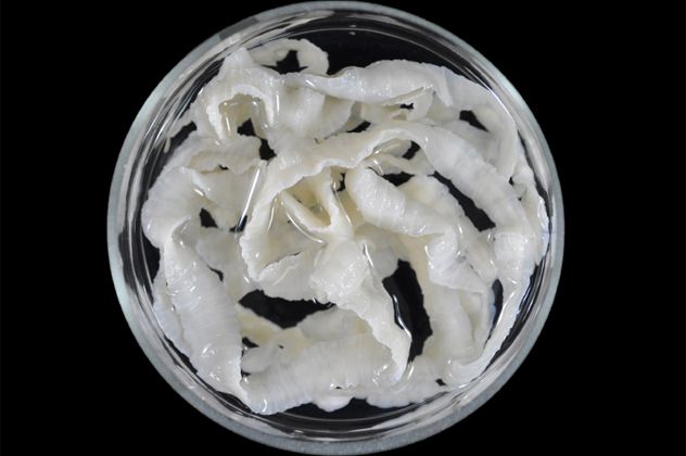 1hookworm