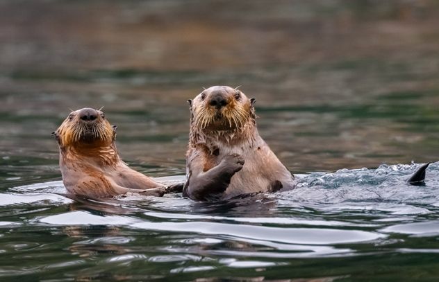 Sea Otters, British Columbia