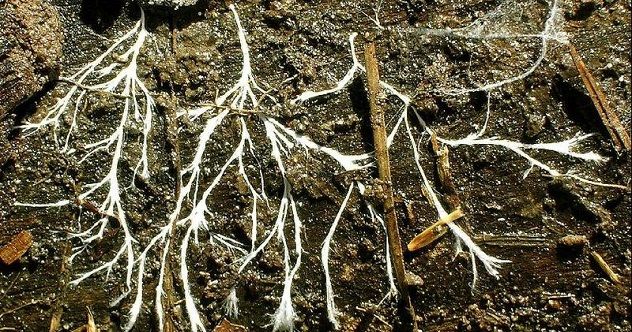 mycelium