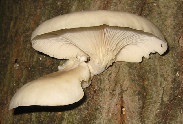 Oyster Mushroom