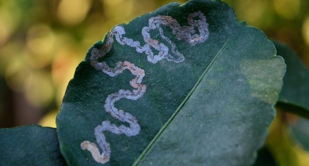 Leafminer Diseases