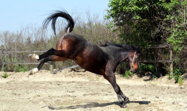 6-kicking-horse_000024173380_Small