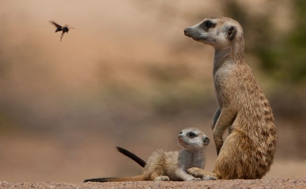7_iStock_000015523623_Small
