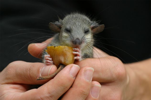 3rodent