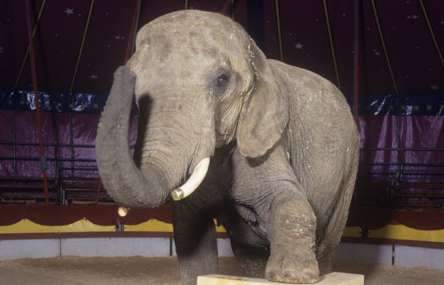 3-elephant-in-circus_000007692799_Small