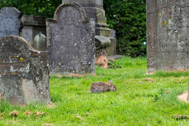Rabbit