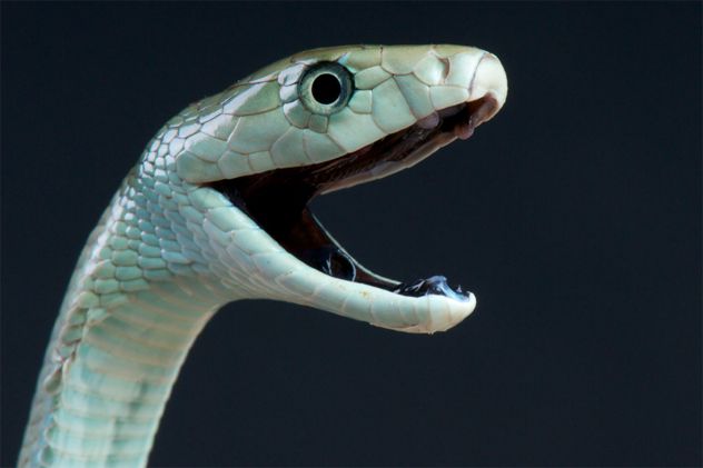 10mamba