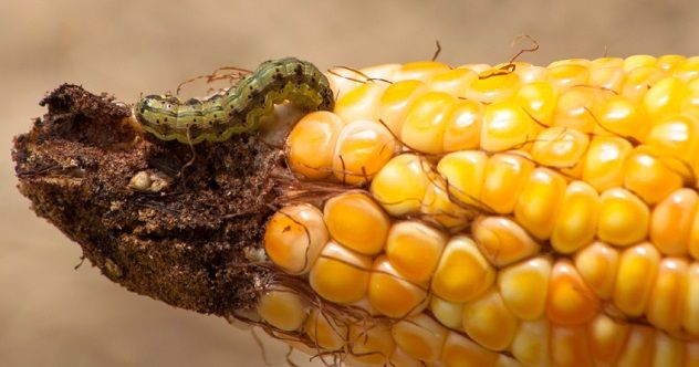 A worm feasting on the corn