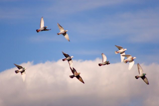 4-homing-pigeons-flying_000025899198_Small