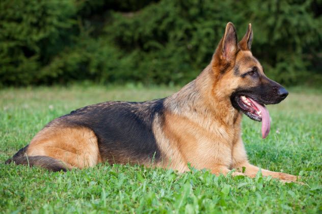 Khan, a German shepherd, belonged to the Railton family of Surrey. During World War II, he served as an explosive detection dog with the rank of rifleman.