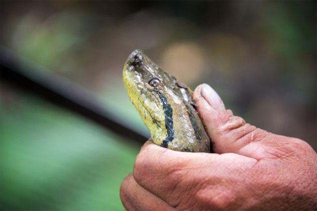 Anaconda Face Closeup