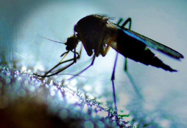 6-mosquito_000059432004_Small