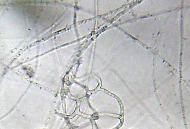 Arthrobotrys