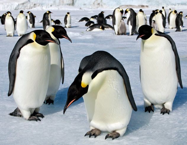 7-emperor-penguins_000018386429_Small