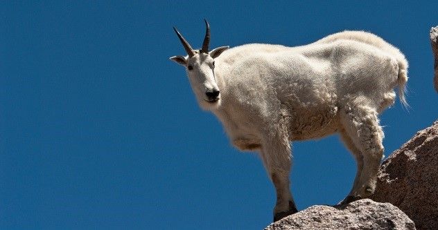 Mountain Goat on Mount Evans in Colorado