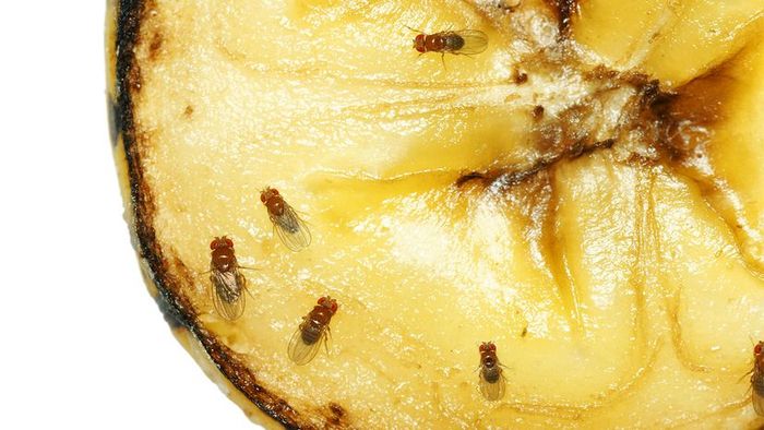 fruit flies