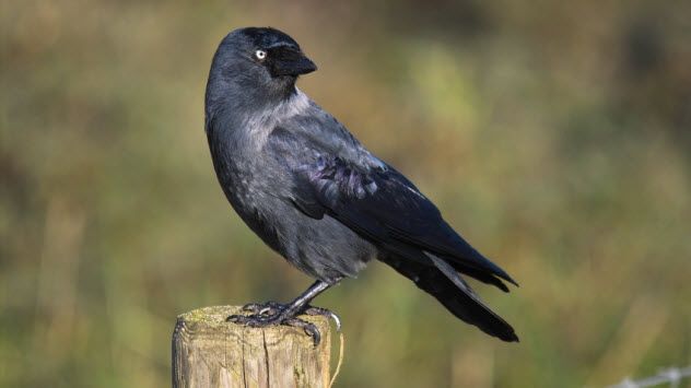 3a-jackdaw_000001158386_Small