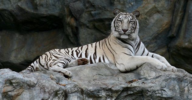 white tiger