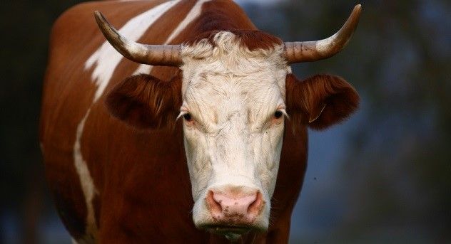 irritated cow