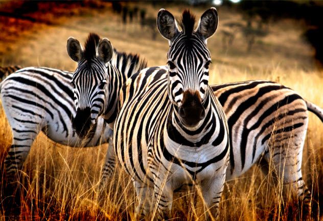 10-zebras_000049105572_Small