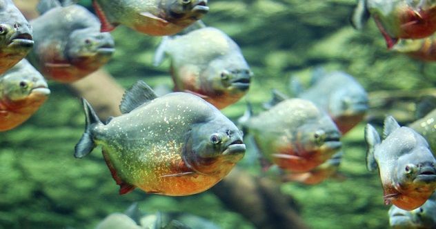 A school of piranhas swimming through the wild waters of nature