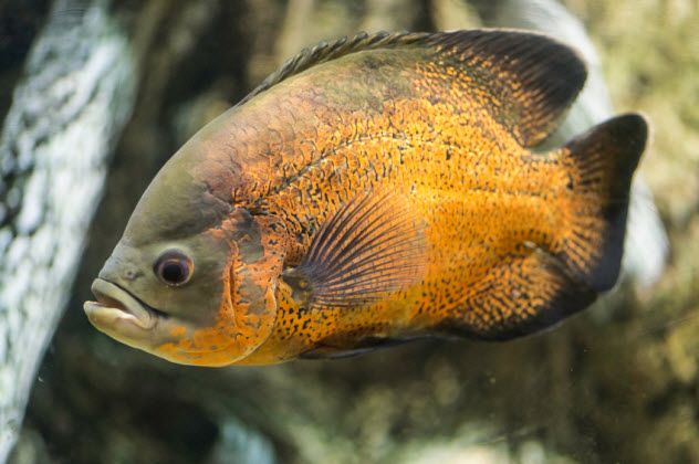 9-piranha_000055331858_Small