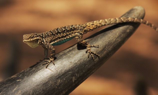 4-whiptail-lizard_000009550204_Small