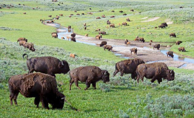 4-bison-herd_000068363329_Small
