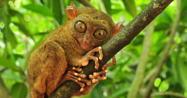 feature-6-tarsier_000014354475_Small