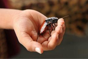 A live cockroach perched on a person's open hand