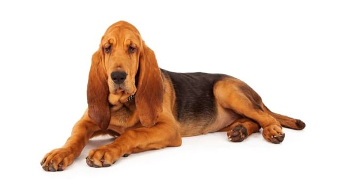 iStock / adogslifephoto