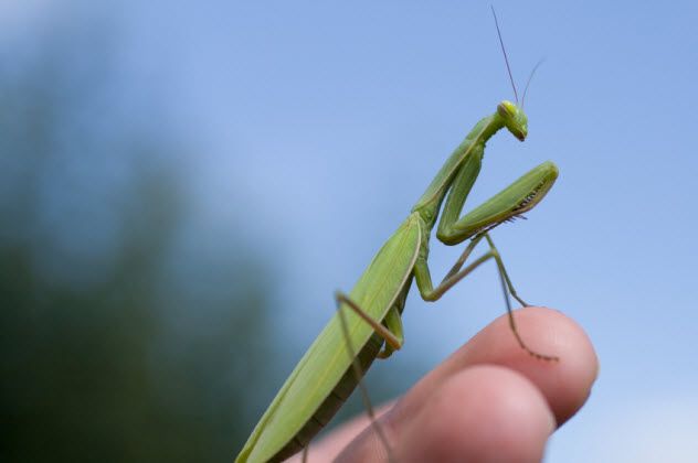 4-praying-mantis_000006912178_Small