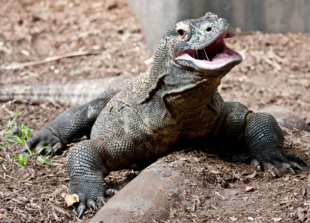 2-komodo-dragon_000019731750_Small
