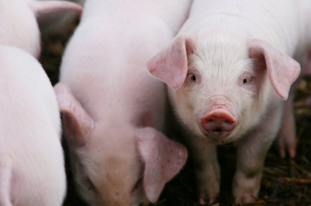 6-pigs_000025852543_Small