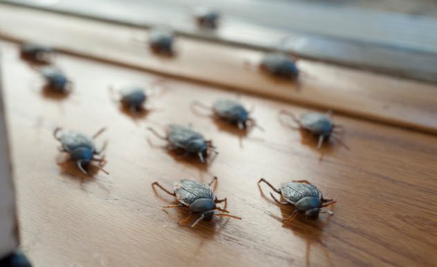 3-cockroaches_000087217355_Small