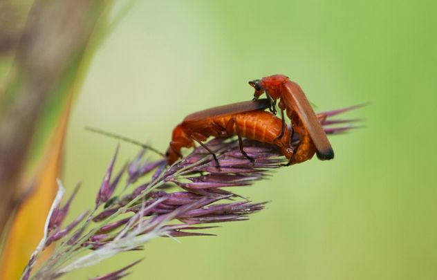 bedbug mating