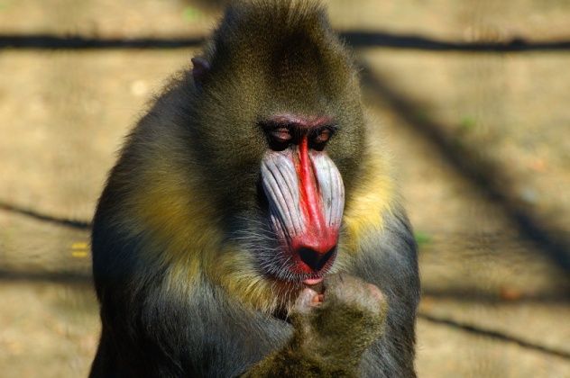 Mandril