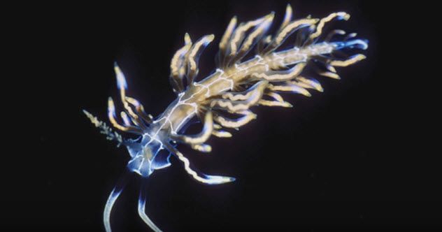 10-feature-psychedelic-sea-slug