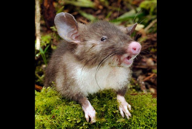 4-pig-nosed-vampire-rat