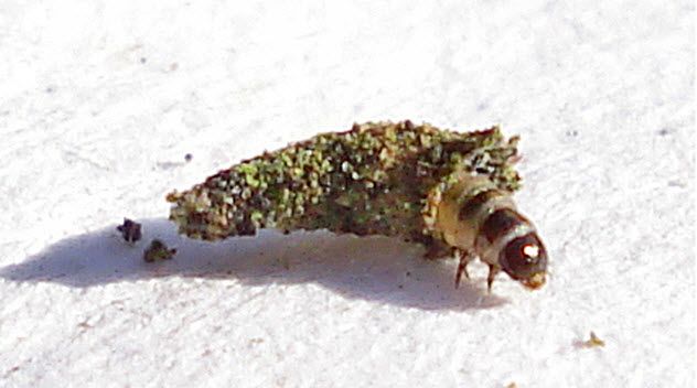 5-Bagworm
