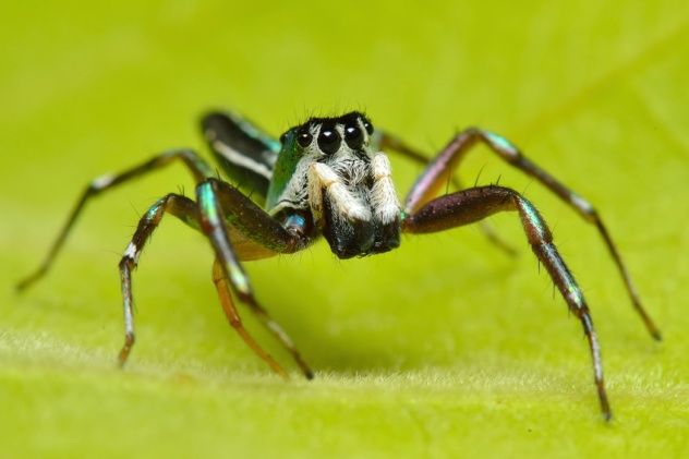 Spider