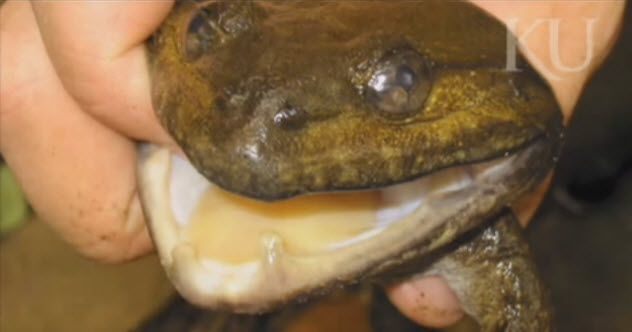 6a-Khorat Frog